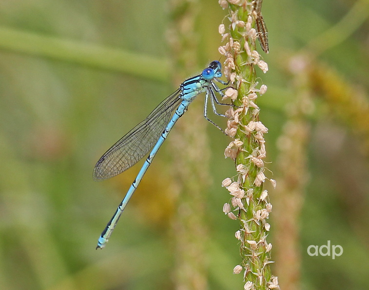 A close relative of the red-eyed damselflies (E.viridulum present at this site) Vilamoura, May 2012 IMG_1290tqs800c Goblet DF VM-336718339.jpg
